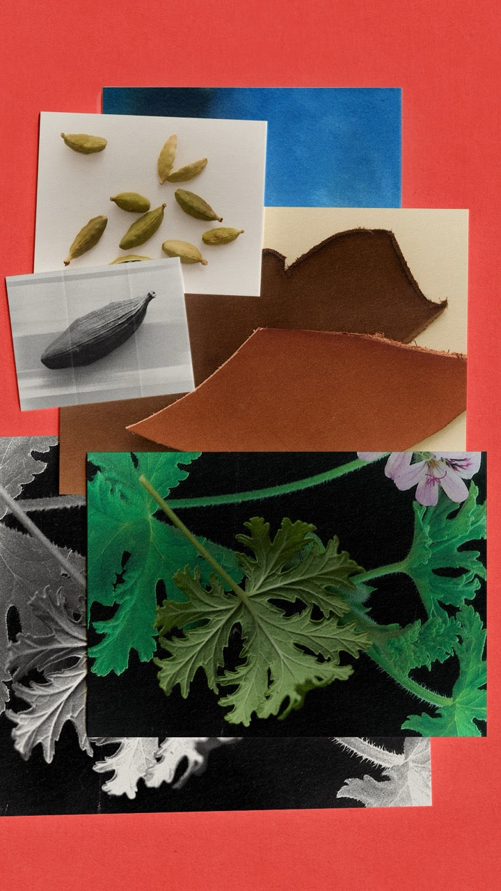 African Leather - Focus