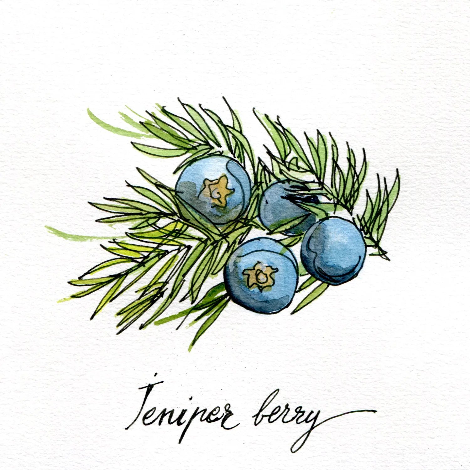 Ilha do mel - OldFocus